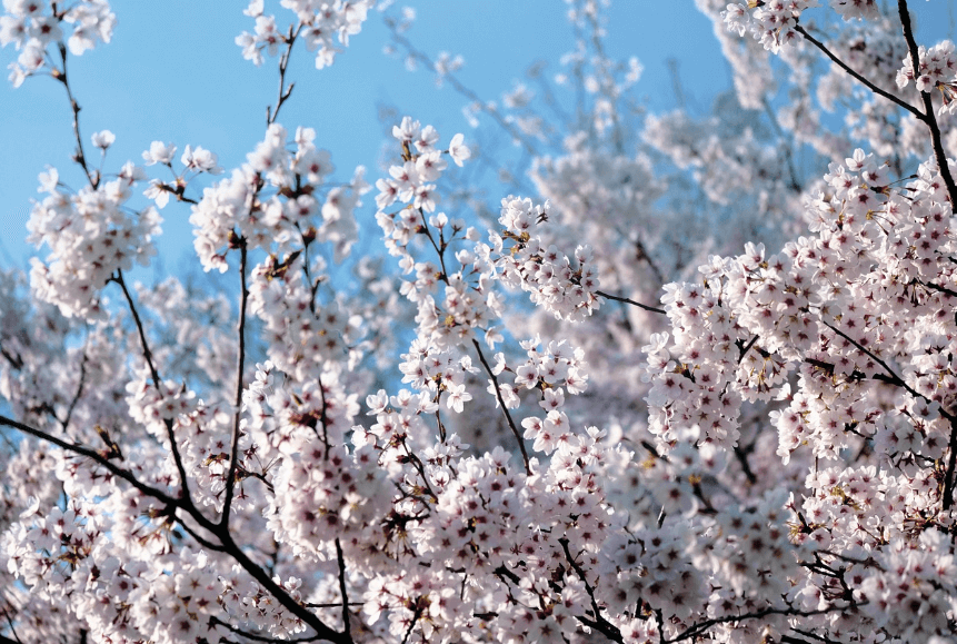 하동 십리벚꽃길 실시간 개화정보
