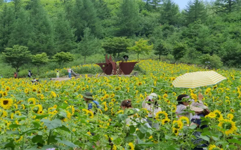 태백 해바라기 축제17