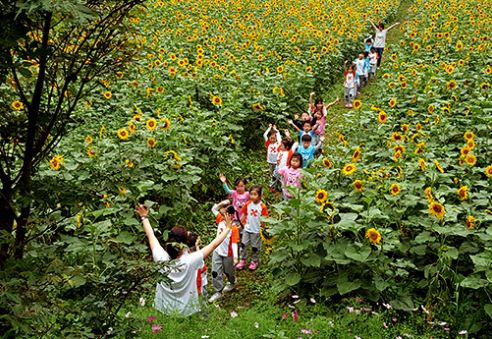 태백 해바라기축제