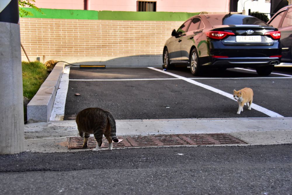 서감마을에서 본 고양이