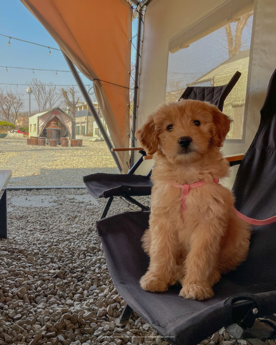 김포 애견동반 글램핑 행복한캠핑장