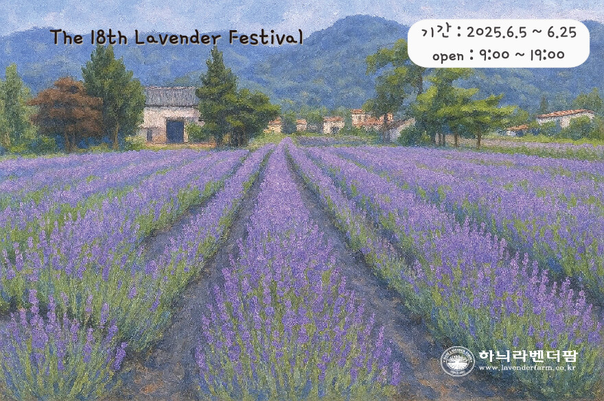 고성 라벤더 축제 하늬라벤더팜