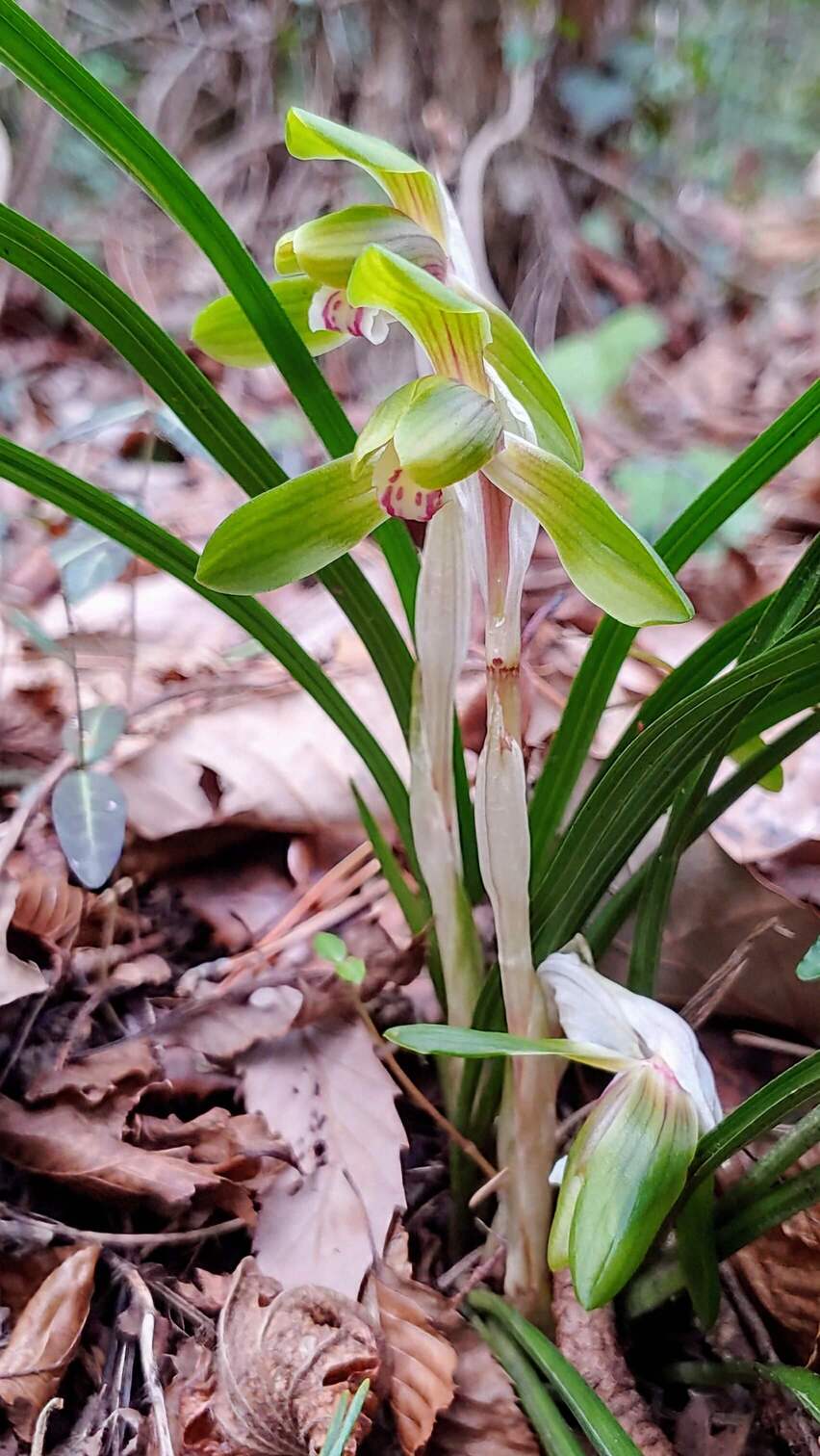 춘란, 한국 전통 난초의 미학과 재배 방법