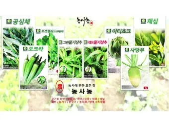 사탕무 재배 봄 파종 당도 관리 수확 보관_10