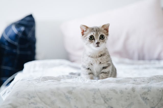 고양이-꿈-해몽-정리