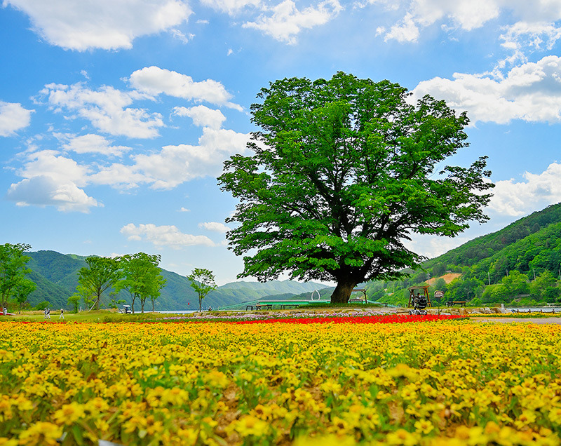 화천 거례리 산천어파크골프장 (산천어파크골프장, 거례리파크골프장, 거례리수목공원 파크골프장) 강원도 화천군 하남면 거례리 473-3번지