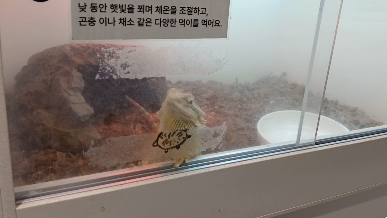 왔냐고 인사하는 듯한 표정의 파충류