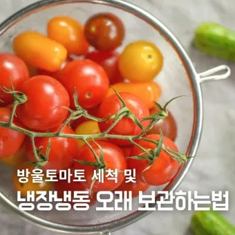 2주 이상 방울토마토 보관 시 꿀팁 오래 보관_10