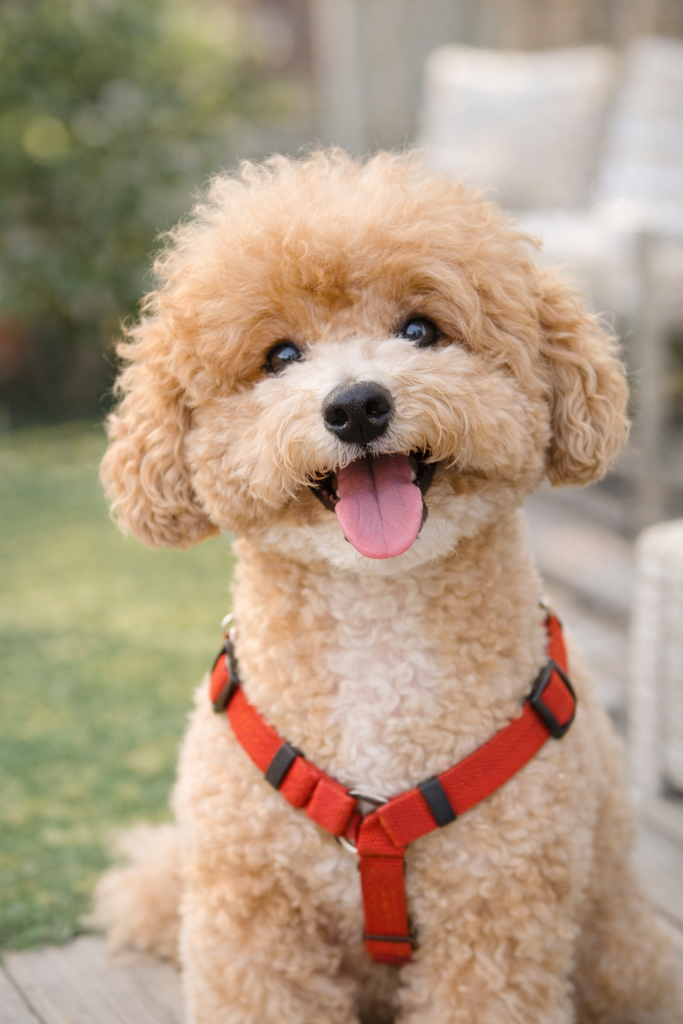 반려동물 스트레스 신호 알아보기, 우리 아이 마음을 이해하는 방법