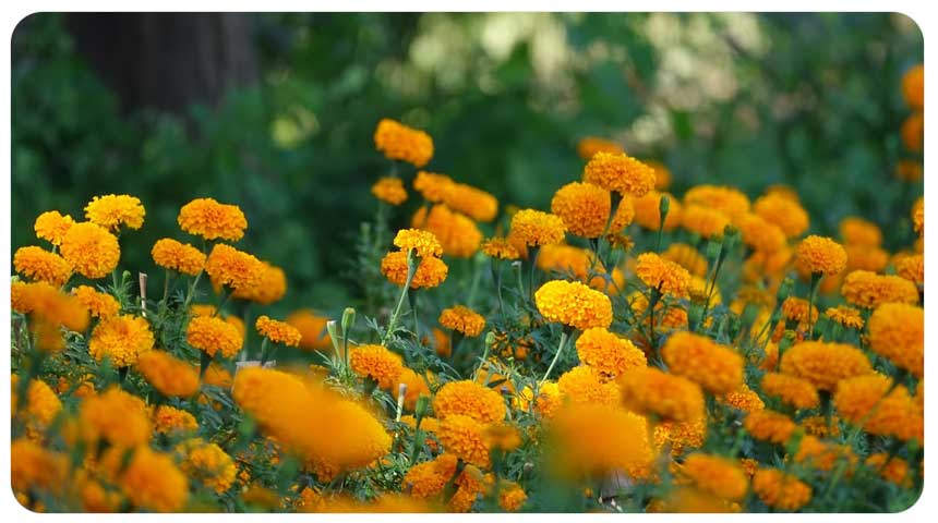 마리골드에서-추출되는-루테인과-지아잔틴