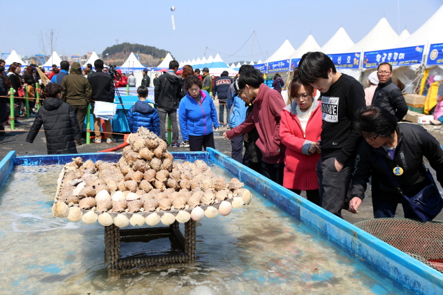 서천 동백꽃 주꾸미축제