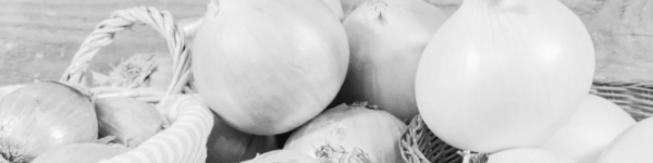 양파 수확시기, 양파 보관법: 품질, 저장성 향상