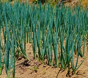 쪽파 심는 시기 완벽 가이드