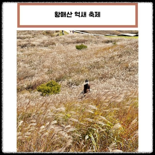 황매산 억새축제, 놓치면 후회할 필수 정보!