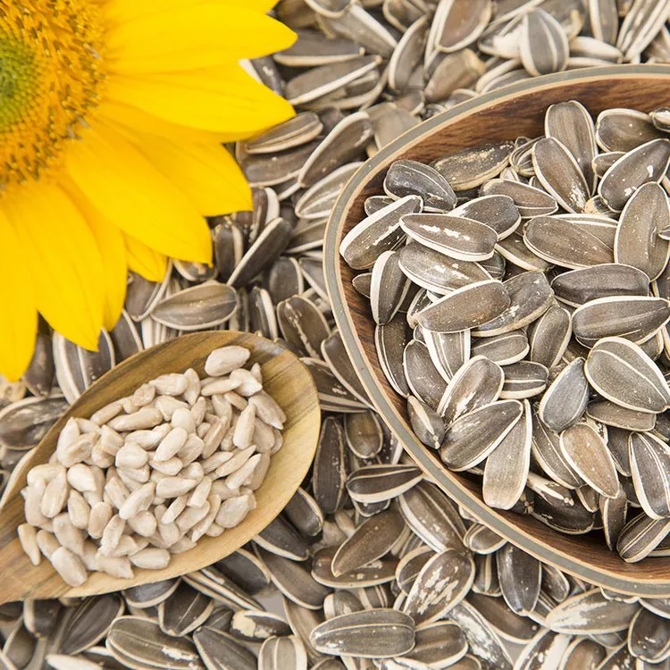 해바라기씨