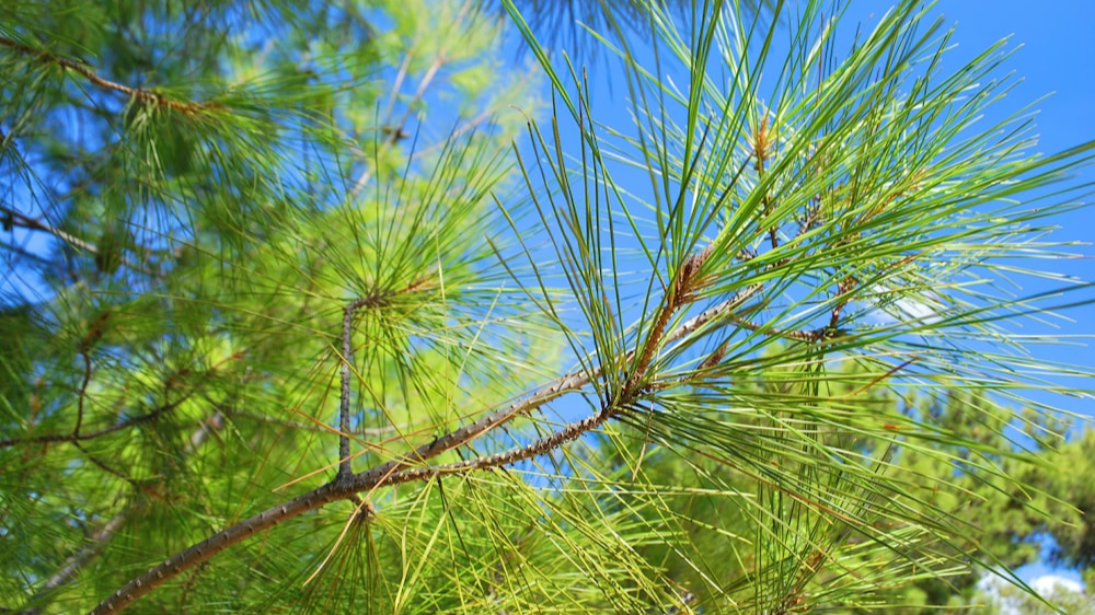식물보호산업기사 자격증