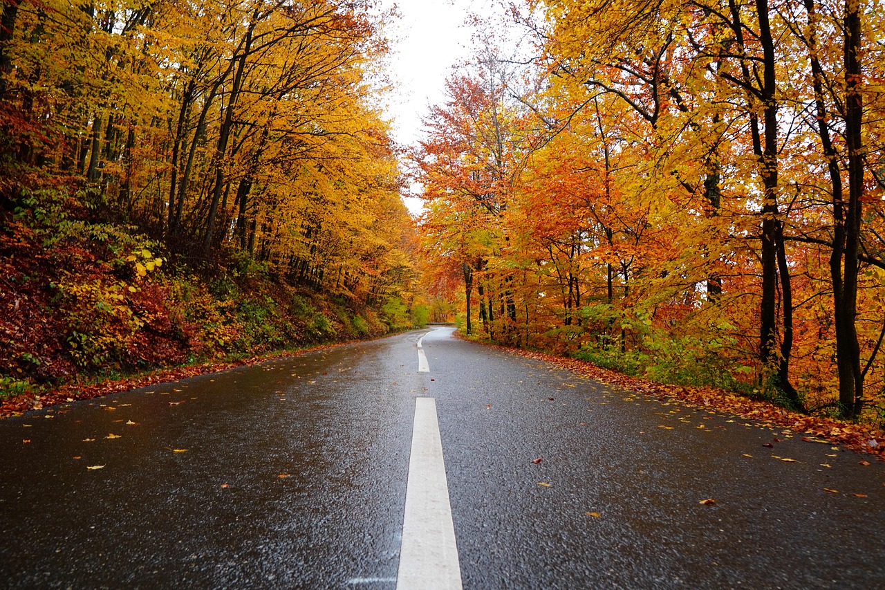 가을 로드 뷰 사진