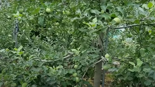 사과나무-전정종류-하계전정-동계전정-절단전정-솎음전정-갱신전정