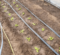 김장 배추 모종 심는 시기