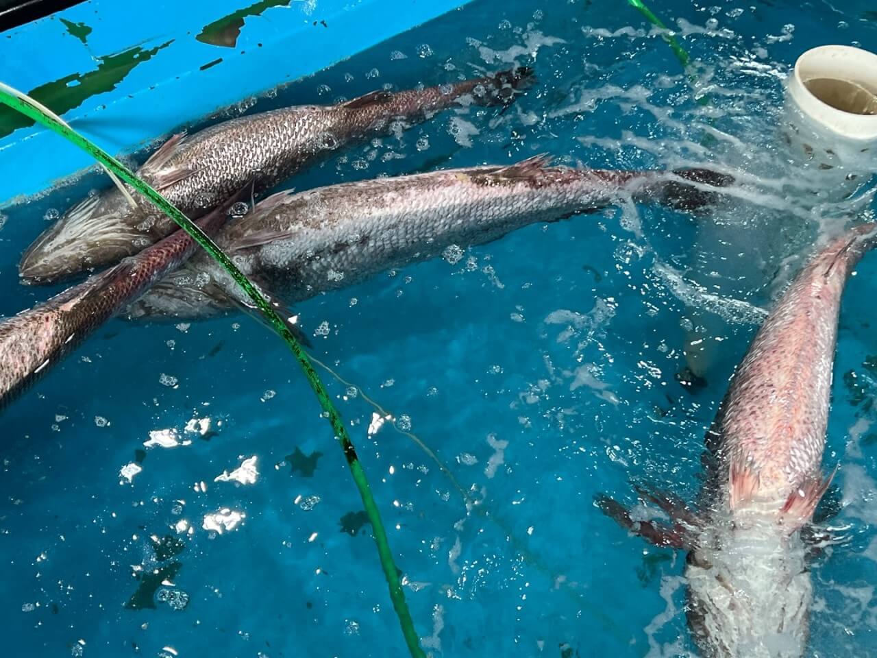 6시내고향 충남 서천 광어요리 맛집 원양호 수산물 온라인 주문