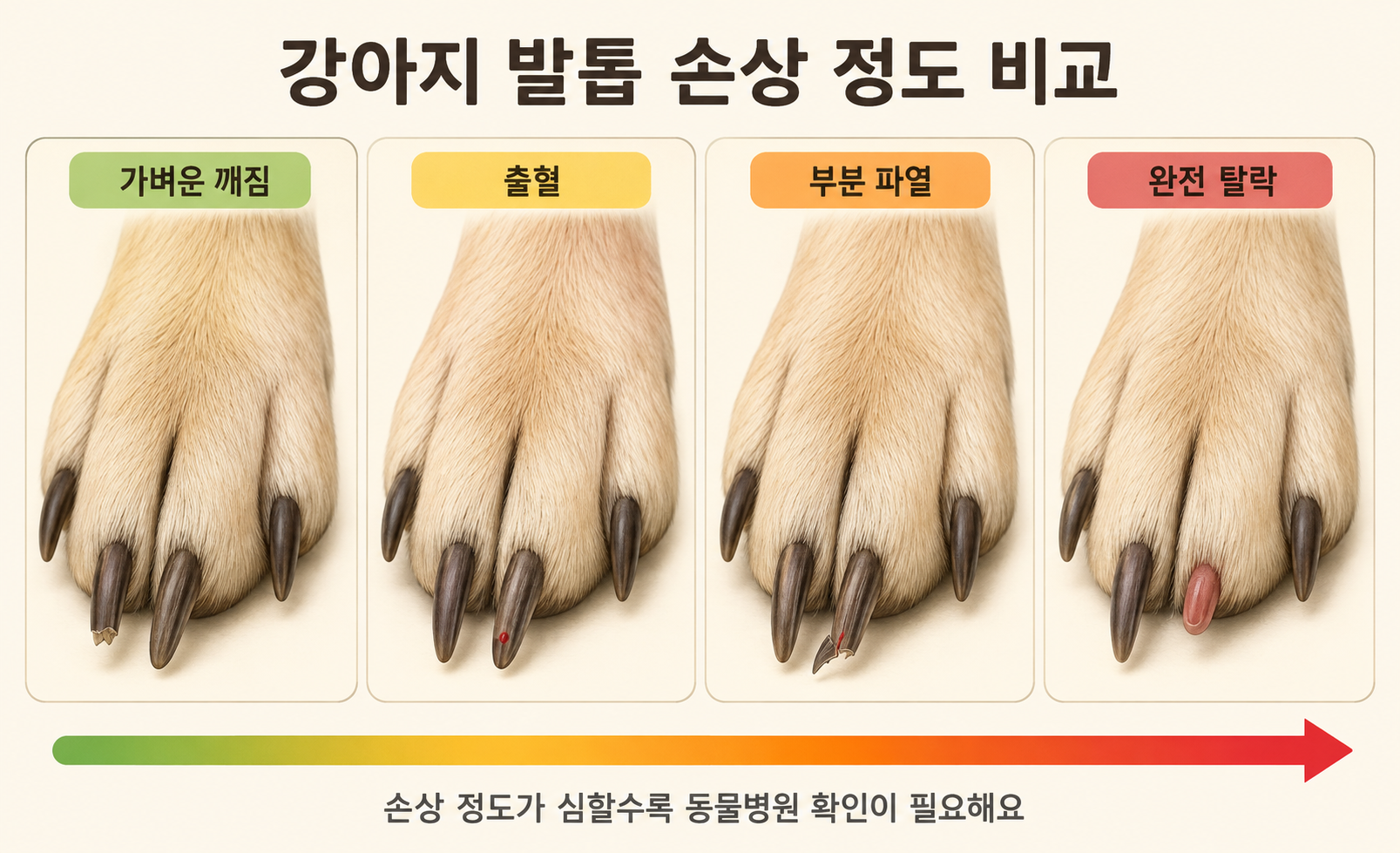 강아지 발톱 손상 정도 비교 이미지