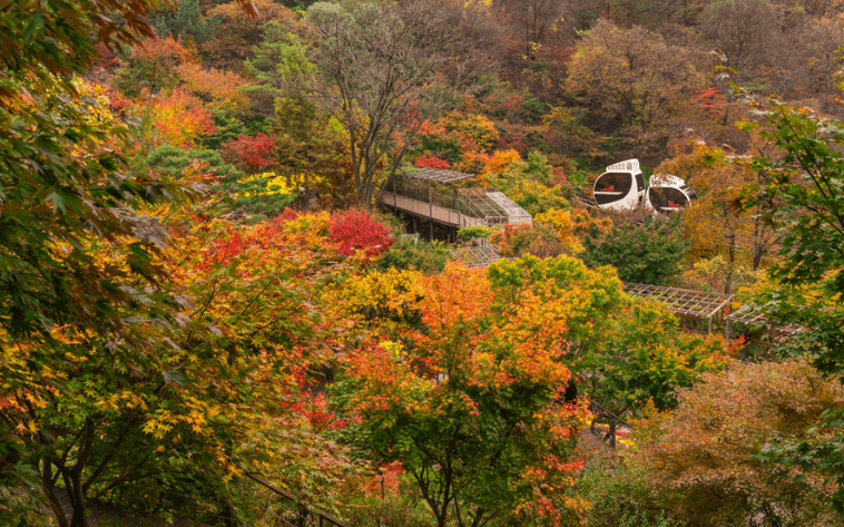 화담숲 단풍 축제 일정 및 예매 방법