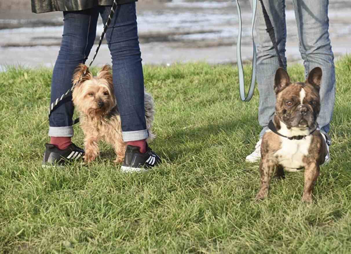 개물림 사고 발생 시 긴급 대응 요령