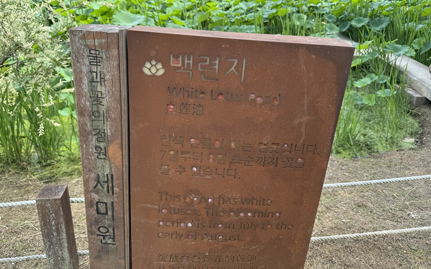 [양평 세미원 연꽃문화제] 6월 29일 연꽃 개화 상황 및 방문 후기
