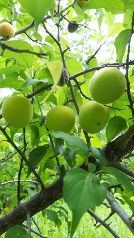 매실 효능 부작용