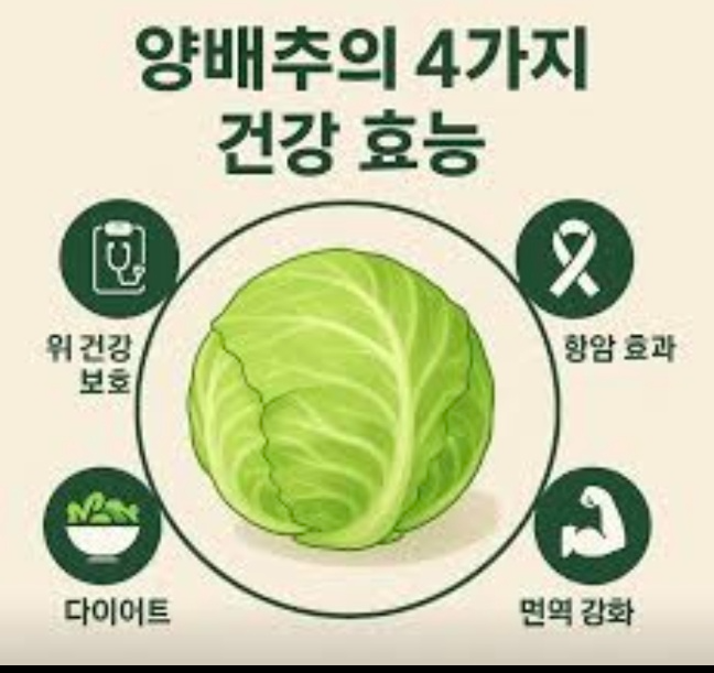 양배추 몸에 좋은 이유 ? 5가지