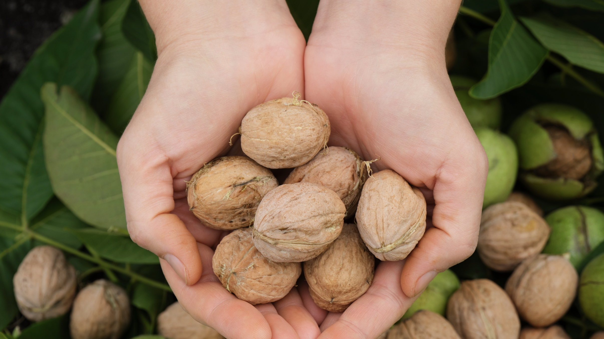 혈당 조절 도움되는 음식: 견과류: 아몬드, 호두