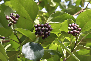 황칠나무 효능10