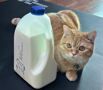 치즈 고양이 뽀리가 큰 우유통 뒤에 엎드려 호기심 가득한 둥근 눈으로 바라보는 모습. 사람 음식에 관심이 많아 몰래 우유를 훔쳐 먹었던 아찔한 경험담을 나타내는 이미지.