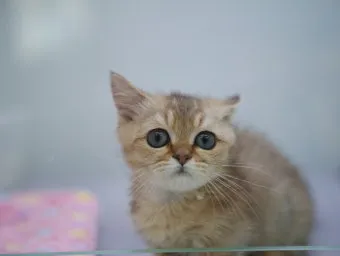 작은고양이 쪼꼬미 냥이 매력 탐구 귀여움 분석_25