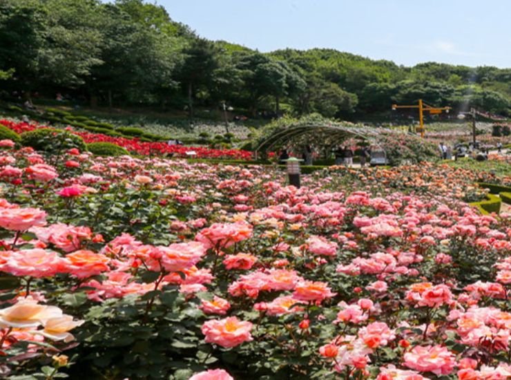 부천 백만송이장미원 관련 사진