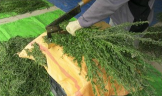 야관문 효능과 부작용 및 술 담그는 법