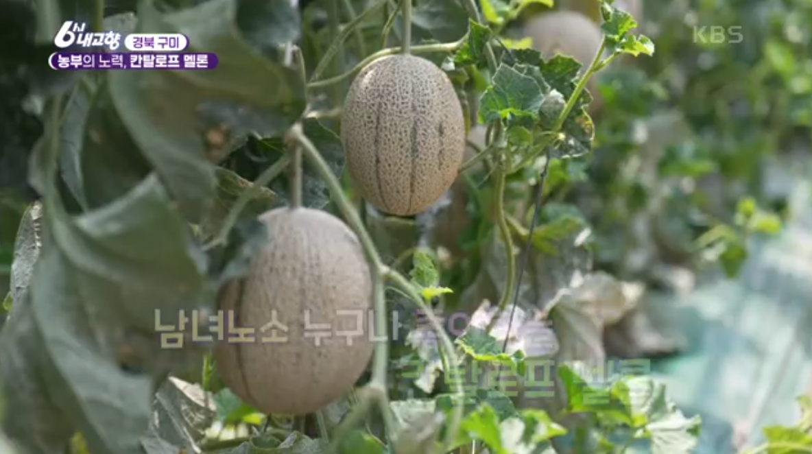 카탈로프 멜론 경북 구미 상훈이집 정보 6시 내고향 6월 3일 방송