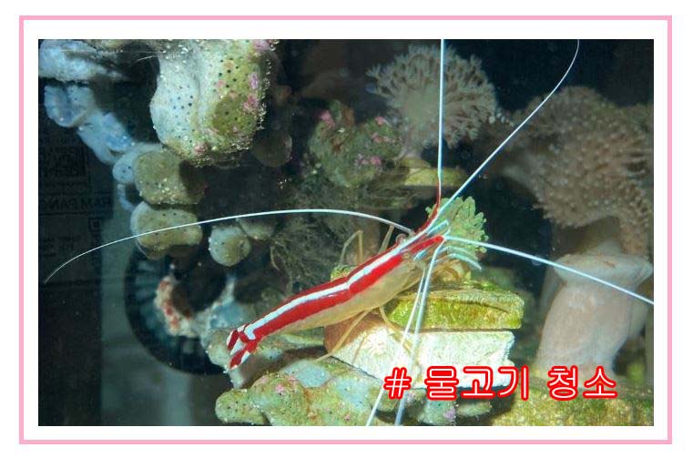 해수어