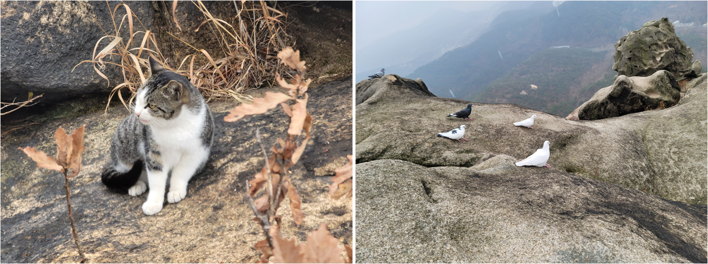 북한산 고양이, 비둘기