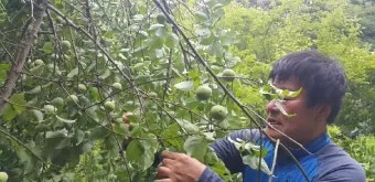 매실 수확 시기 매실장아찌 매실청 매실주 담그는 법_19