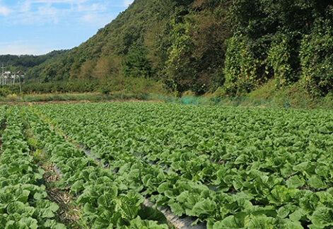 배추밭