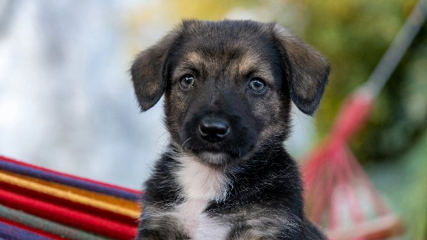 검은색과 흰색이 섞인 털의 강아지