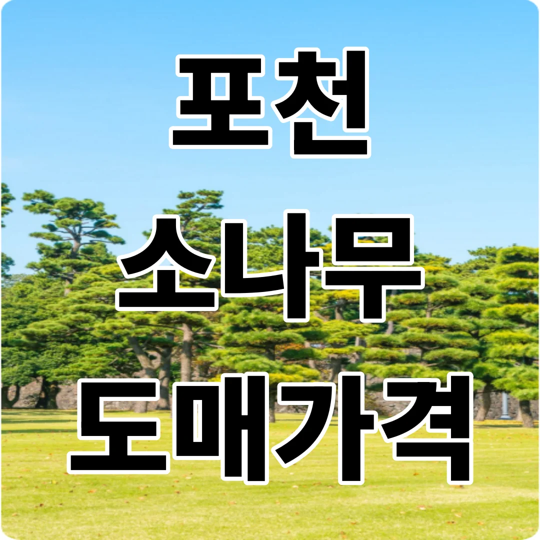 포천 소나무 도매가격 조경수 시세표