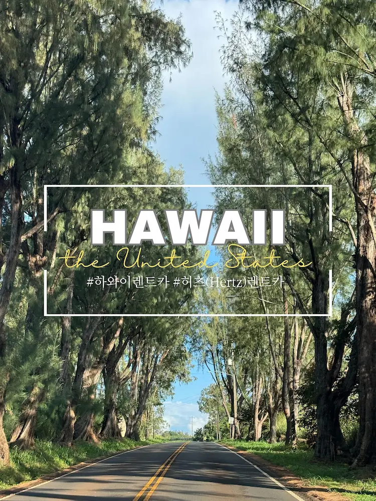 오하우섬 도로와 양옆에 높은 나무들