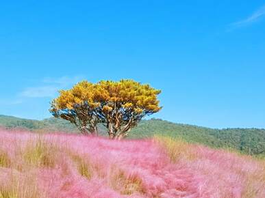합천 핑크뮬리 신소양체육 공원 맛집 및 무료 주차 꿀팁