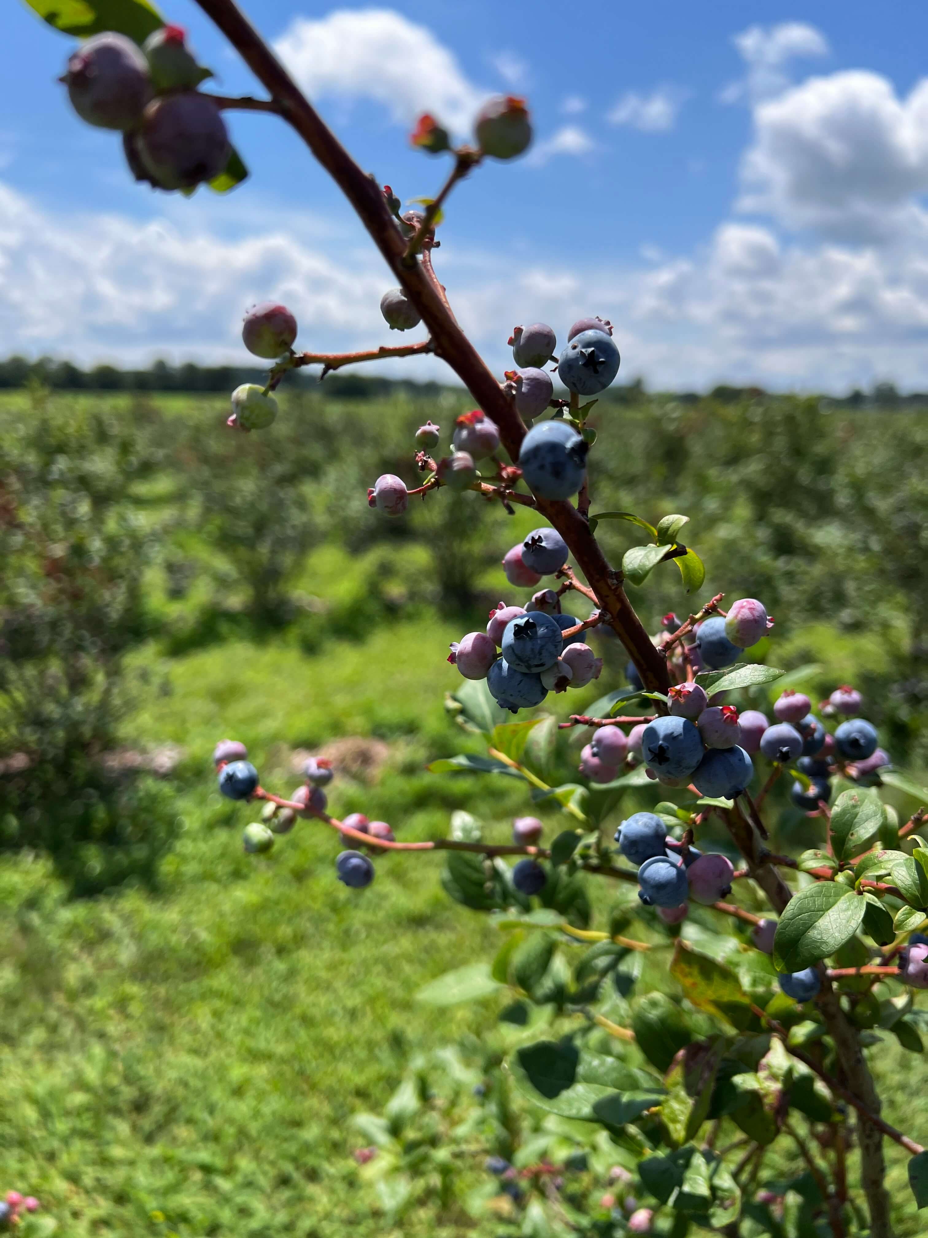탄소를 흡수하는 작물 덮개 작물(cover crop)
