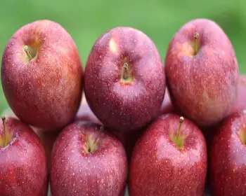 문경 사과축제_11