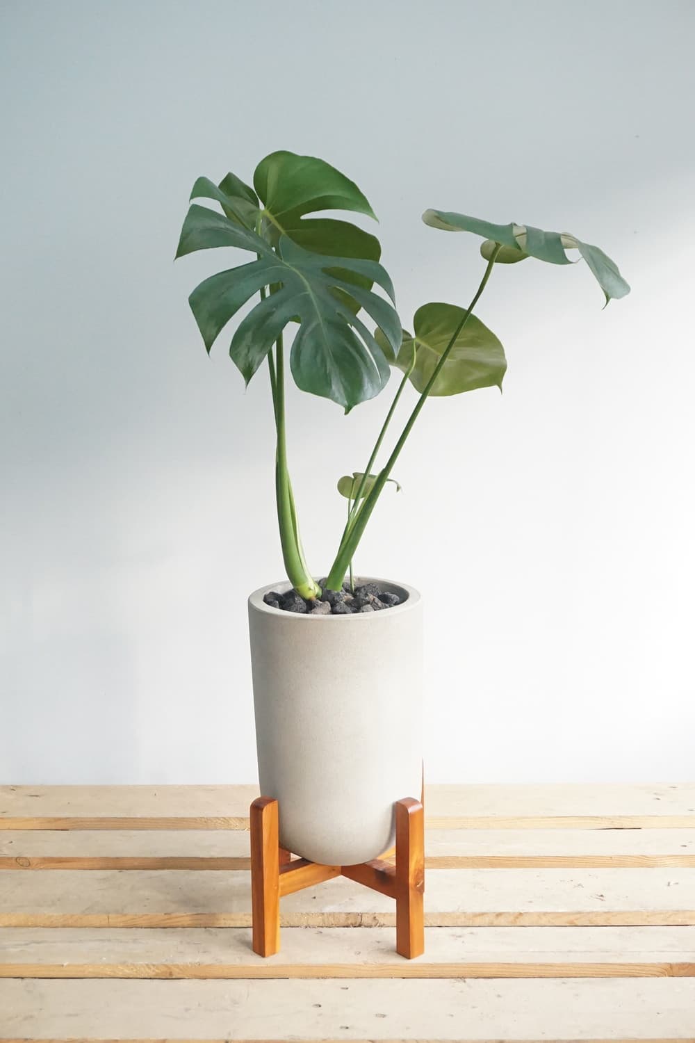 몬스테라 화분