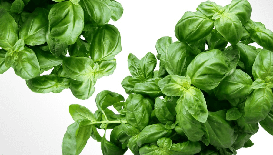 칼륨이 많은 음식 바질이 놓여 있다