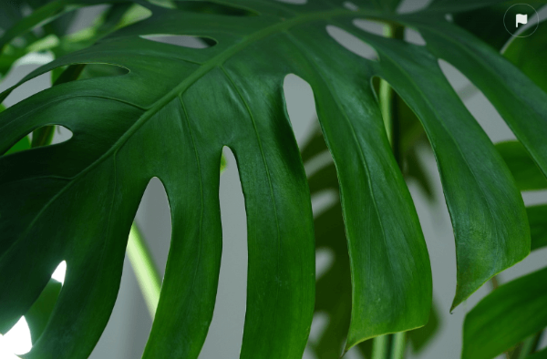 몬스테라 잎